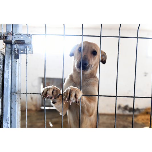Top 7 Reasons to Avoid Animal Breeders