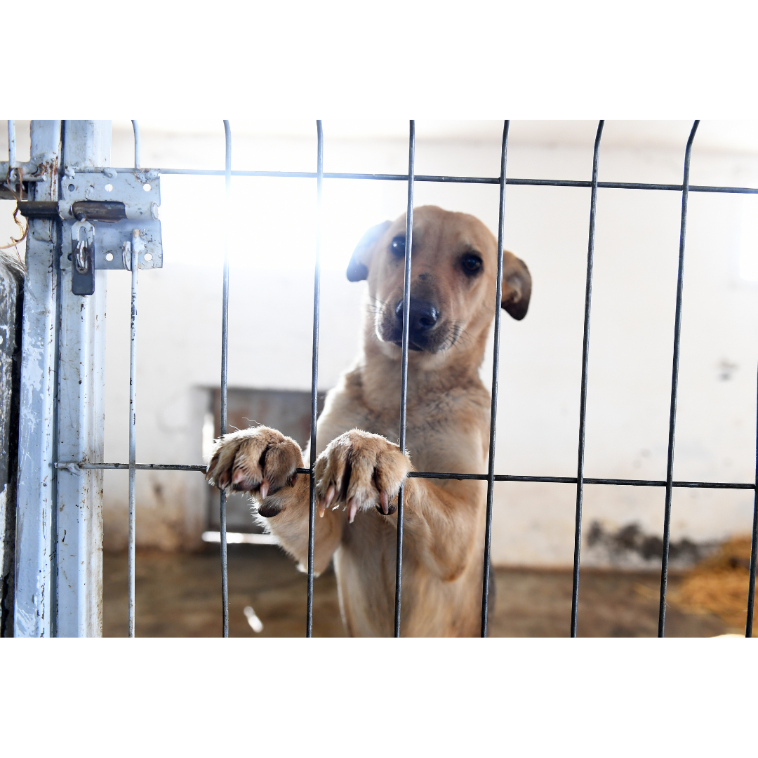 Top 7 Reasons to Avoid Animal Breeders