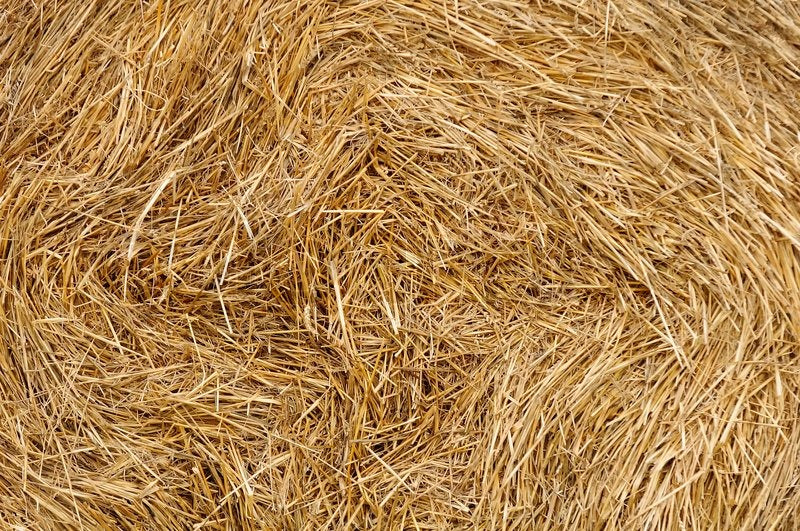 The Ultimate Guide to Wheat straw Bioplastic's Eco-Friendly Benefits